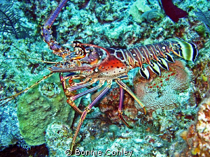 Lobster seen in Freeport Bahamas May 2009.  Photo taken w... by Bonnie Conley 